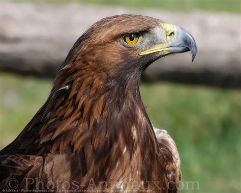 Fonds d écran avec des photos d Aigle royal