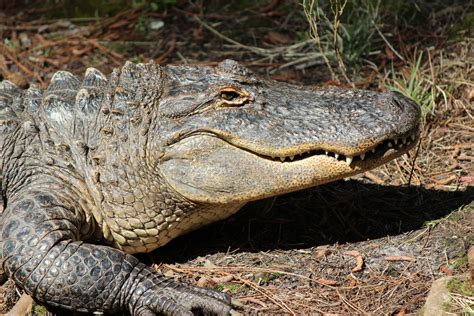 Alligator Free Stock Photo - Public Domain Pictures