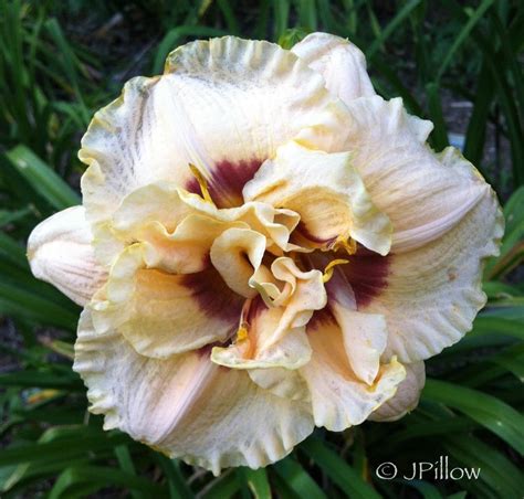 Daylily Hemerocallis Lee Lee In The Daylilies Database Garden Org