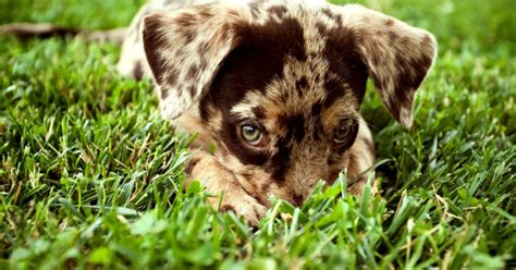 Por que os cães comem grama 6 Patas