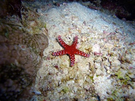 ESTRELLA de MAR Características Reproducción y Taxonomía con Fotos