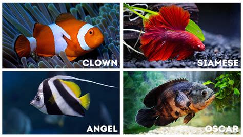 Fish Name Generator: Uncover the Perfect Name for Your Aquatic Buddy ...