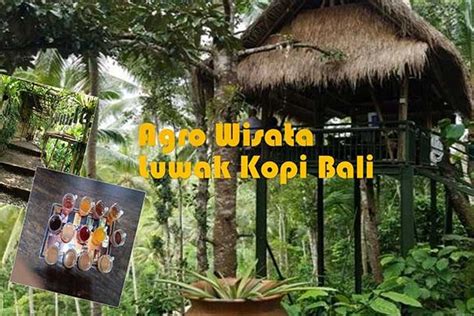 Tiket Masuk Agrowisata Kopi Luwak Bali Paket Tour Bali Dan Aktivitas