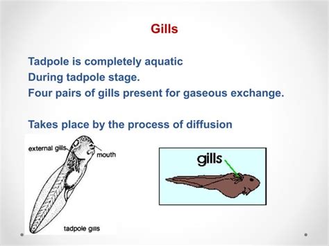 Detailed study of frog (rana tigrina) | PPT