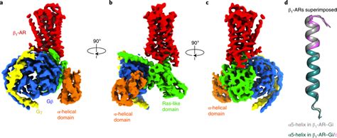 Cryo-EM structure of the complex of isoproterenol-bound β1-AR and ...
