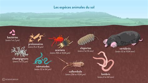 L Agriculture La Biomasse V G Tale Et Les Sols Cours De Nde Svt