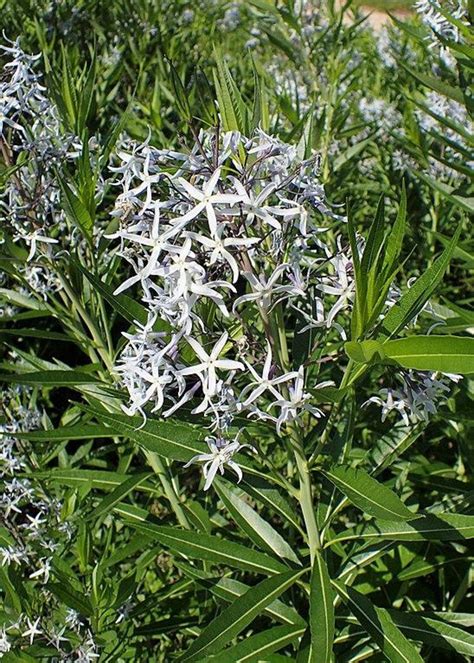Amsonia Illustris | Showy Blue Star | 30 Seeds - Etsy