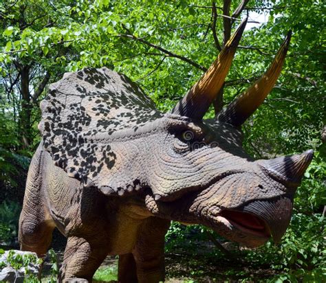 Triceratops Is A Genus Of Herbivorous Ceratopsid Dinosaur That Lived