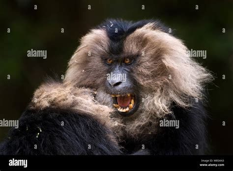 Lion Tailed Macaques Macaca Silenus Play Fighting Anamalai Tiger Reserve Western Ghats