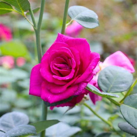 Brindabella Purple Prince Rose For Sale Garden Goods Direct