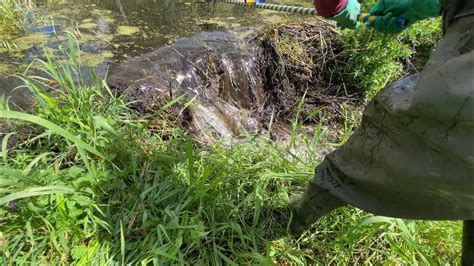 Beaver Dam Removal So Relaxing Youtube