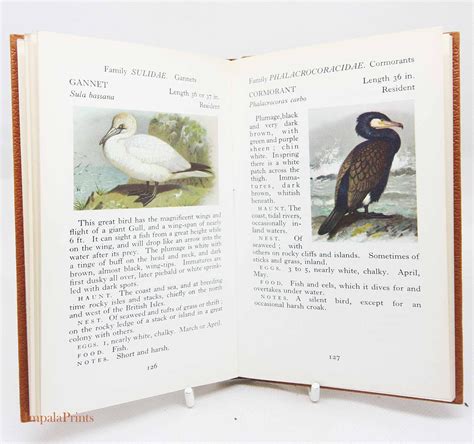 Birdwatching Guide Book Vintage Nature Hardback Ornothology | Etsy UK