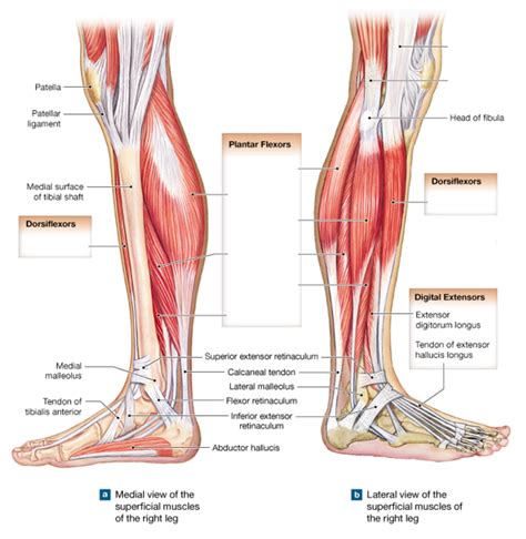 Anatomy Test Muscles Of The Leg Medial Lateral Diagram Quizlet