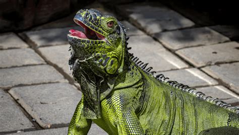 Huge Iguana Bite