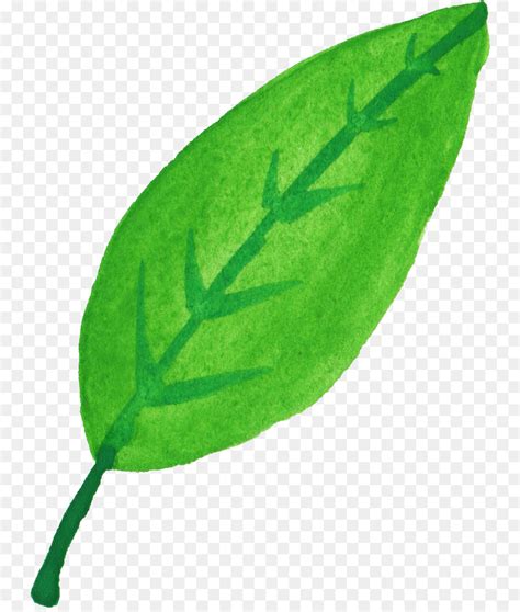 Folha Planta De Haste Planta Png Transparente Gr Tis