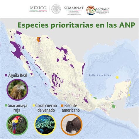 Conoce Que Son Y Cuantas Areas Naturales Protegidas Existen En Mexico