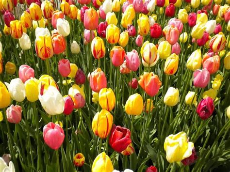 What Are the Most Common Spring Flowers - Seriously Flowers