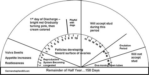 Canine Heat Cycle Chart | Dogs heat cycle chart