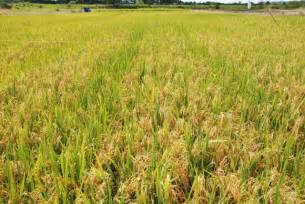 Avanços Tecnológicos Para Produção De Sementes De Arroz Híbrido