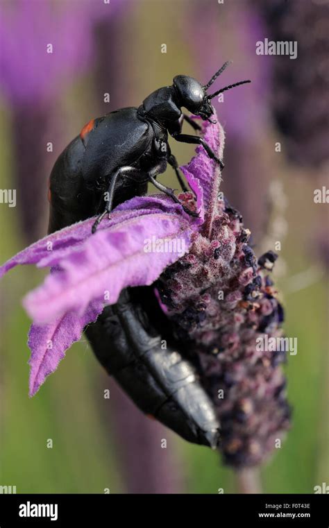 Spanish Oil Beetle Berberomeloe Majalis Or The Spanish Fly In