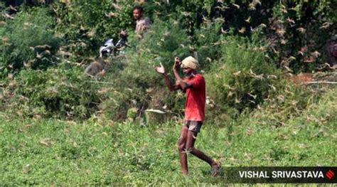 FAO warns of fresh locust attack along Indo-Pak border | India News ...