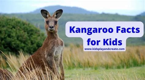 Amazing Kangaroo Facts For Kids Kids Play And Create