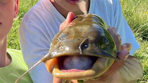 Working Up The Food Chain Fishing Challenge Bullhead And Perch Catch