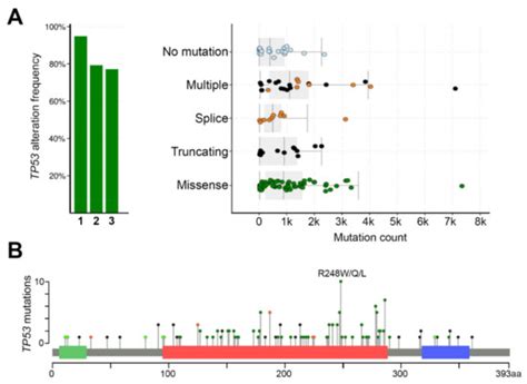 Cancers Free Full Text The Role Of P In Progression Of Cutaneous