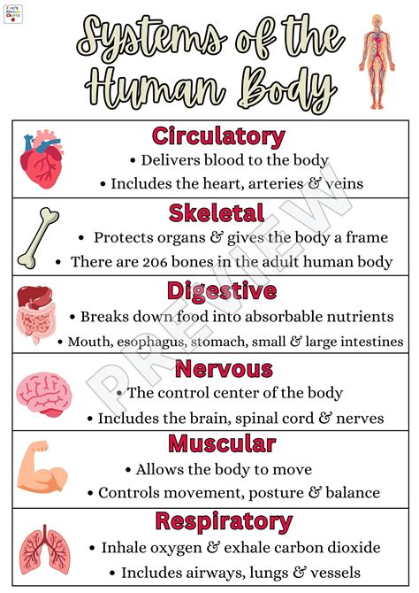 Systems of the Human Body Anchor Chart, Anatomy Poster for School ...