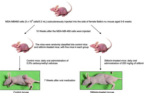 Establishment Of Triple Negative Breast Cancer Xenograft Model Using