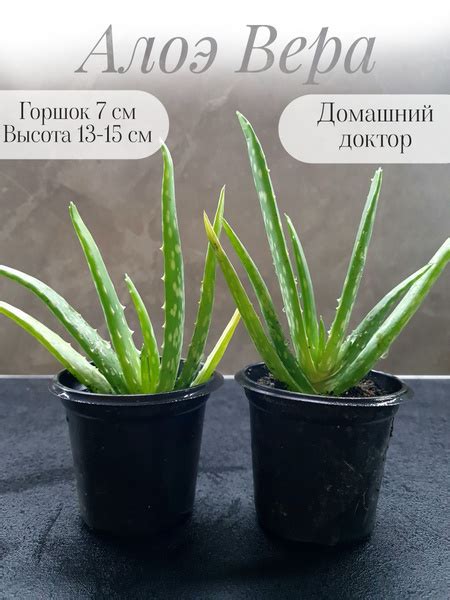 Алоэ Вера (aloe vera), горшок 7 см, высота 13-15 см купить на OZON по ...