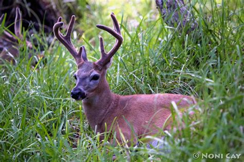 Key Deer | Noni Cay Photography