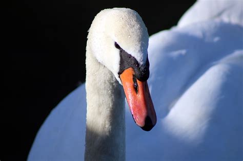 White Swan Beak Plumage - Free photo on Pixabay - Pixabay