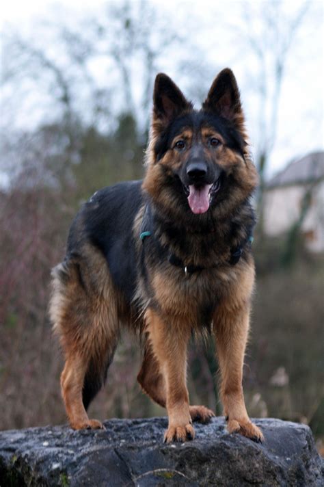 German Shepherd