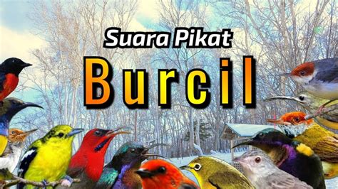 Suara Pikat Burcil Ribut Ampuh Dan Paling Dicari Pikatburcil Burcil