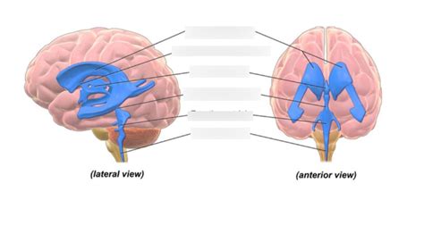 ventricles Diagram | Quizlet