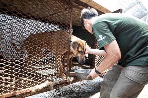 Breaking: 34 dogs saved from South Korea’s dog meat industry arrive in ...