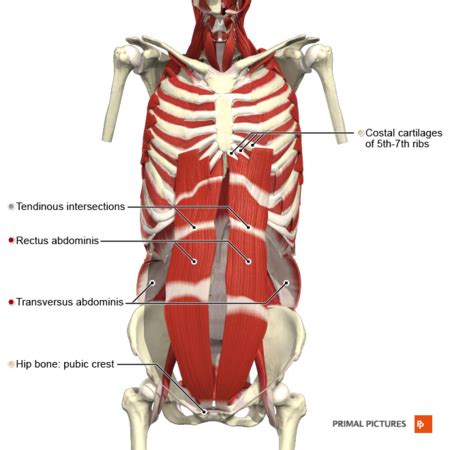 Muscles Of Respiration Physiopedia