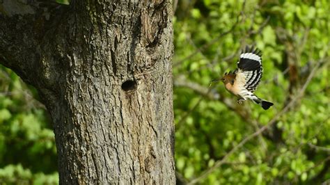 Hoopoe Symbolism & Meaning (+Totem, Spirit & Omens) | World Birds