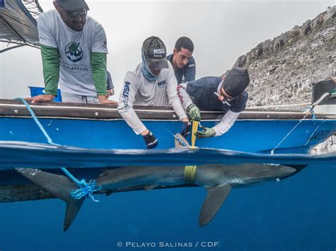 Nsu Research Scientist And Shark Expert Co Leading International Study