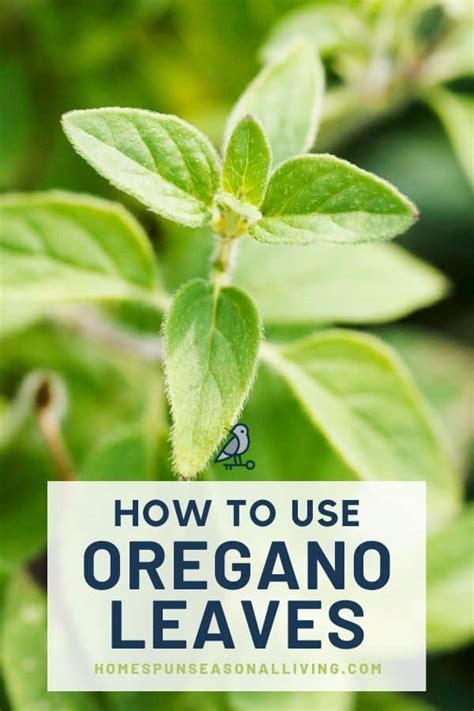 10 Ways to Use Oregano - Homespun Seasonal Living