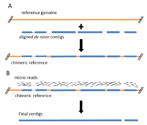 Schematic Diagram Of Assembly Process From Short Read Data A