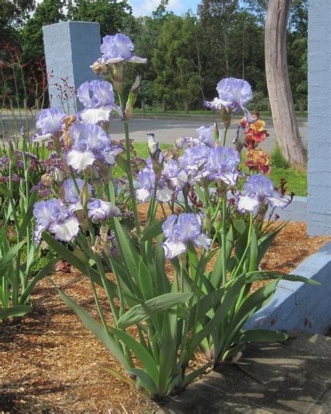 Photo Of The Entire Plant Of Tall Bearded Iris Iris Momentum Posted