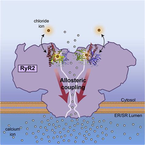 The Cardiac Ryanodine Receptor N Terminal Region Contains An Anion