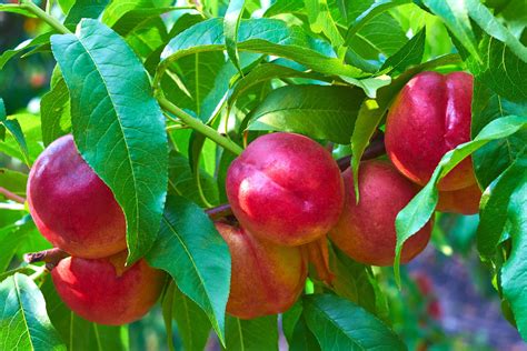 Nectarine Description Peach Nutrition Uses Facts And Cultivation