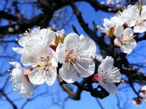 Apricot Blossom By Kicsimoja On Deviantart