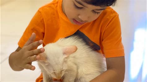 Adotei um gatinho O nome dele é pipoca gatos diversão compras