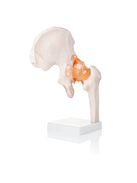 Elbow Joint Model With Ligaments Life Size Anatomical Model Anatomy Shop