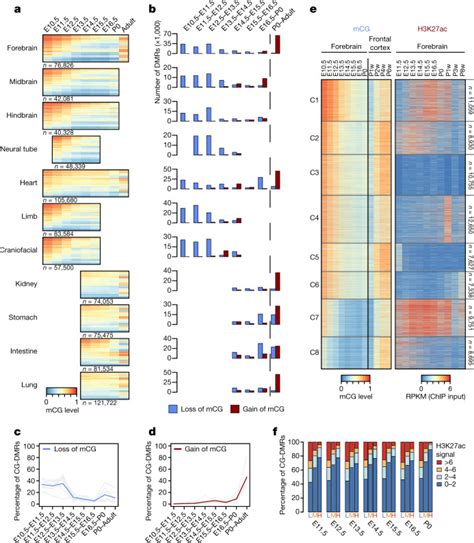 Spatiotemporal Dna Methylome Dynamics Of The Developing Mouse Fetus