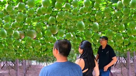 Passion Fruit Harvesting Cultivation Processing Process Passion